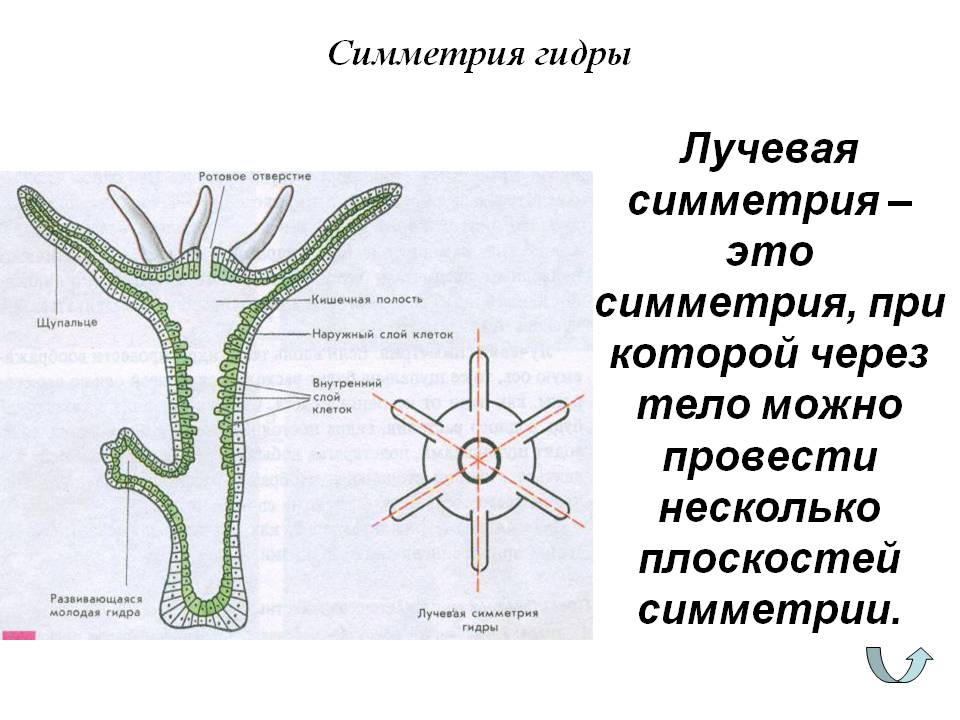 Kraken магазин интернет