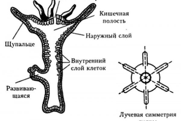 Kraken hydra